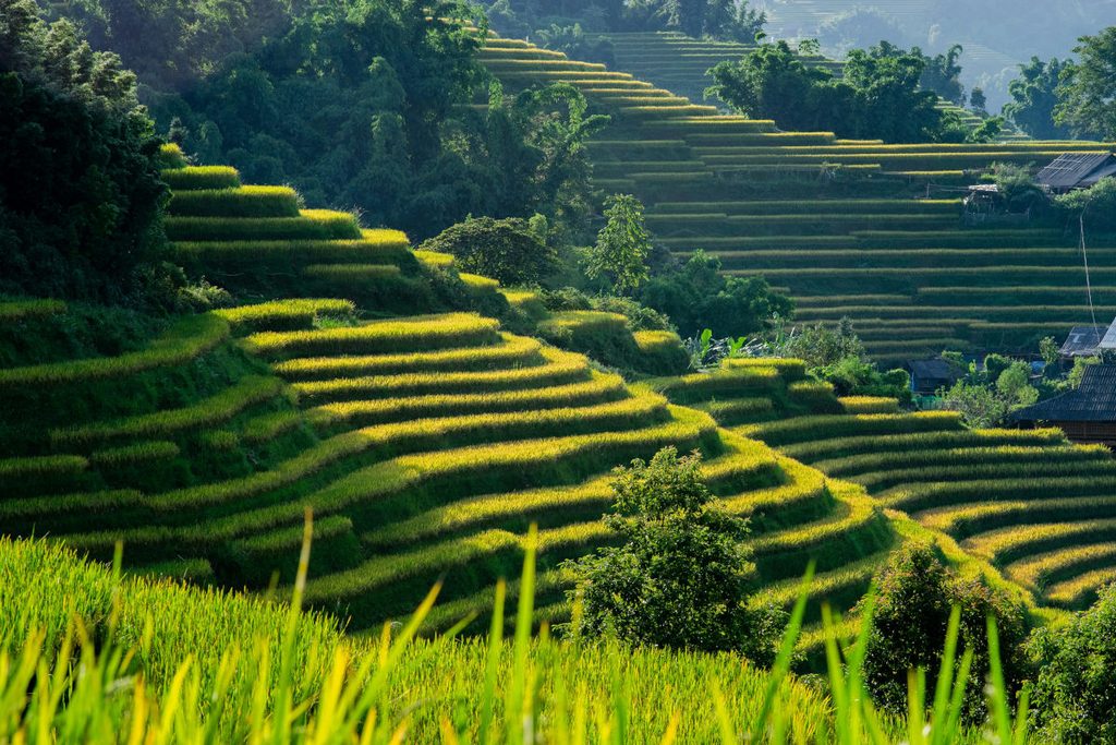 Rizières en terrasse verdoyantes à Sapa au Vietnam, destination pas chère en Asie